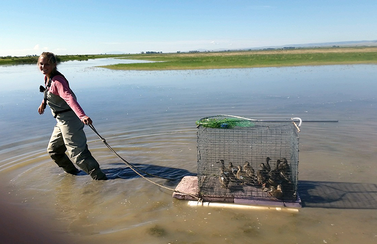 Casey Setash with ducks