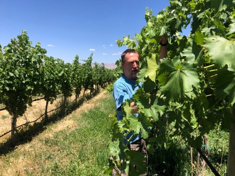 man by grape plants in a vineyard