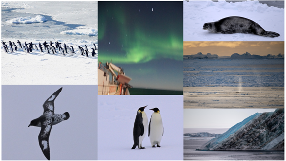collage of wildlife